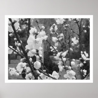 Poster dogwood blooms