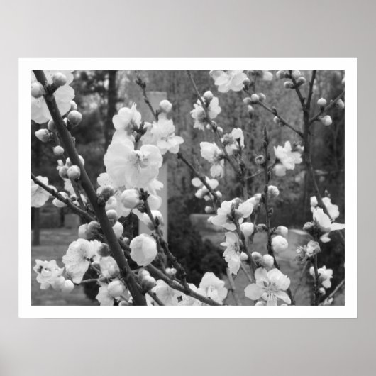 Poster dogwood blooms (Devant)