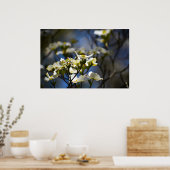 Poster Dogwood Blossom, (Cuisine)