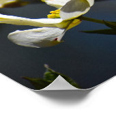 Poster Dogwood Blossom, (Coin)