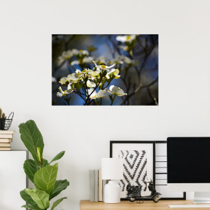 Poster Dogwood Blossom,