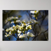 Poster Dogwood Blossom, (Devant)