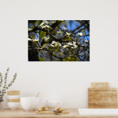 Poster Dogwood Blossom, (Cuisine)