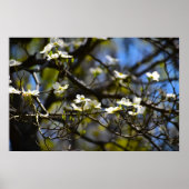 Poster Dogwood Blossom, (Devant)