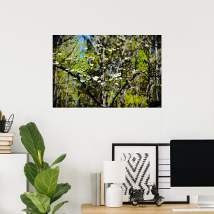 Poster Dogwood Blossom,