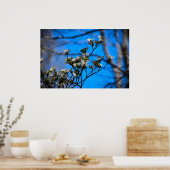 Poster Dogwood Blossom, (Cuisine)
