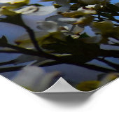 Poster Dogwood Blossom, (Coin)
