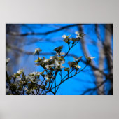 Poster Dogwood Blossom, (Devant)