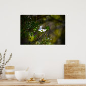 Poster Dogwood Blossom, (Cuisine)