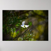 Poster Dogwood Blossom, (Devant)