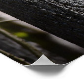 Poster Dogwood Blossom, (Coin)