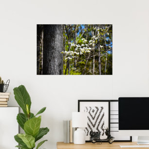 Poster Dogwood Blossom,