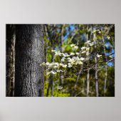 Poster Dogwood Blossom, (Devant)