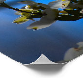 Poster Dogwood Blossom, (Coin)
