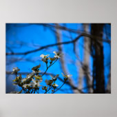 Poster Dogwood Blossom, (Devant)
