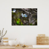 Poster Dogwood Blossom, (Cuisine)