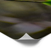 Poster Dogwood Blossom, (Coin)