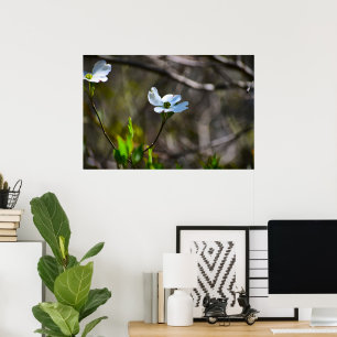 Poster Dogwood Blossom,