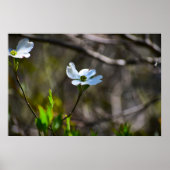 Poster Dogwood Blossom, (Devant)