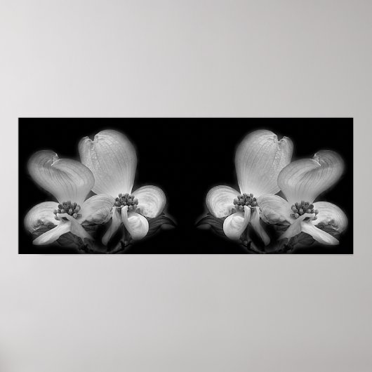 Poster Dogwood Blossoms Noir Et Blanc Miroir Abstrait (Devant)