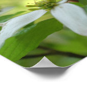 Poster Dogwood With God Bible Quota d'inspiration (Coin)