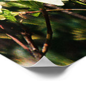 Poster Dogwood's Blooming..... (Coin)