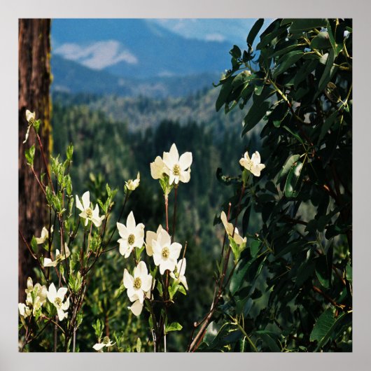 Poster Dogwood's Blooming..... (Devant)