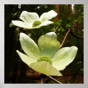 Poster Dogwoods et séquoias dans le parc national Yosemit