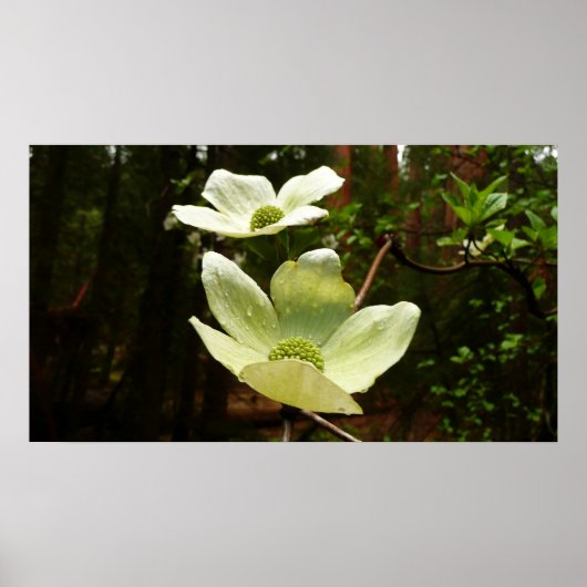 Poster Dogwoods et séquoias dans le parc national Yosemit (Devant)