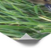 Poster d'oie de bébé (Coin)