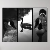 Poster d'oies (Devant)