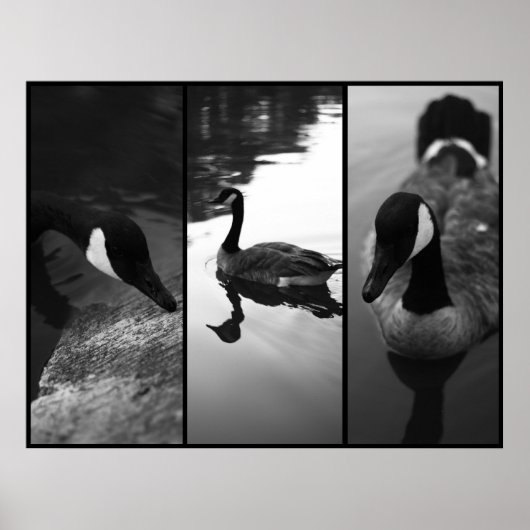 Poster d'oies (Devant)