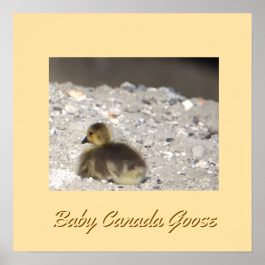 Poster d'oies de Baby Canada (Devant)