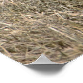 Poster d'oies des neiges (Coin)