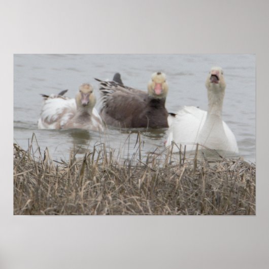 Poster d'oies des neiges (Devant)