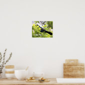 Poster d'oiseau à queue de bateau (Cuisine)