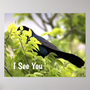Poster d'oiseau à queue de bateau