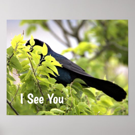 Poster d'oiseau à queue de bateau (Devant)