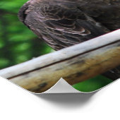 Poster d'oiseau d'aigle chauve (Coin)