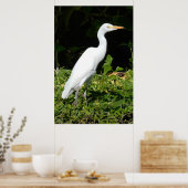 Poster d'Oiseau d'Aiguille (Cuisine)