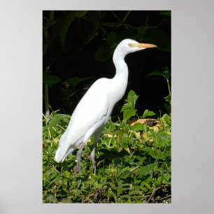Poster d'Oiseau d'Aiguille