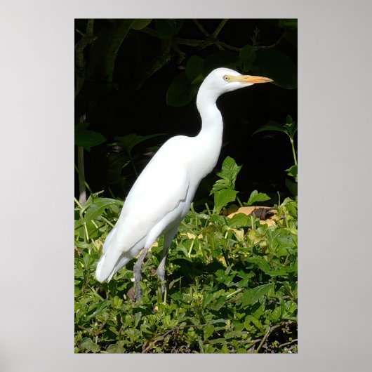 Poster d'Oiseau d'Aiguille (Devant)