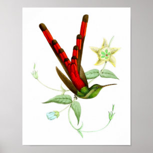 Poster d'oiseau d'antiquité No.10 Red Hummingbird 