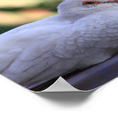 Poster d'oiseau de colombe (Coin)