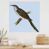 Poster d'oiseau de Cuckoo américain (Cuisine)
