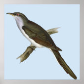 Poster d'oiseau de Cuckoo américain (Devant)