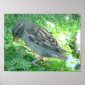 Poster d'oiseau d'Épervier (Devant)