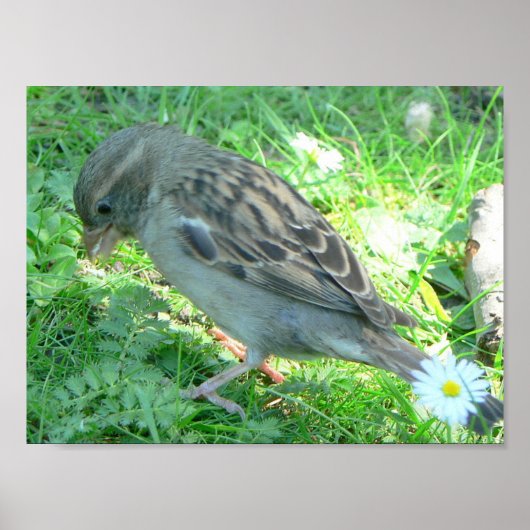 Poster d'oiseau d'Épervier (Devant)