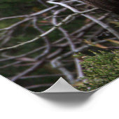 Poster d'oiseau Ibis pour mineurs (Coin)