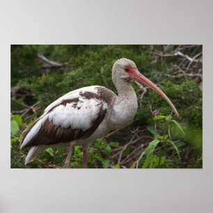 Poster d'oiseau Ibis pour mineurs
